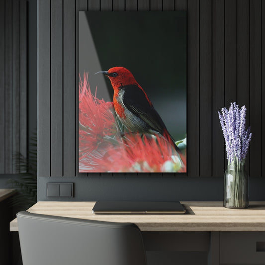 Red Bird Premium Acrylic Wall Art