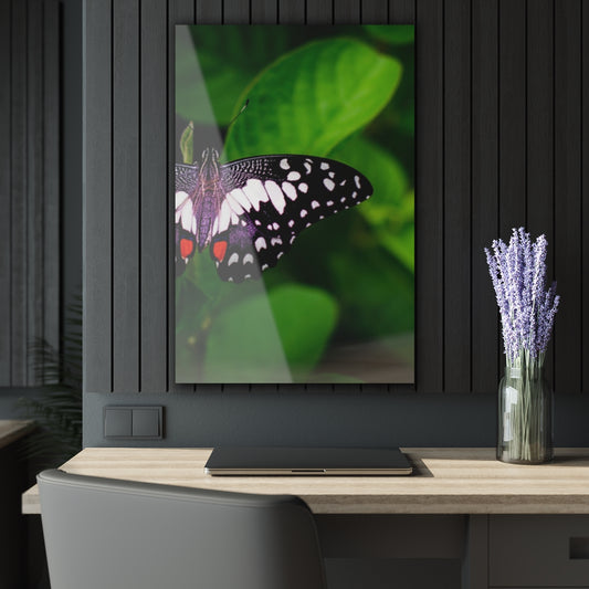 Butterfly Premium Acrylic Wall Art