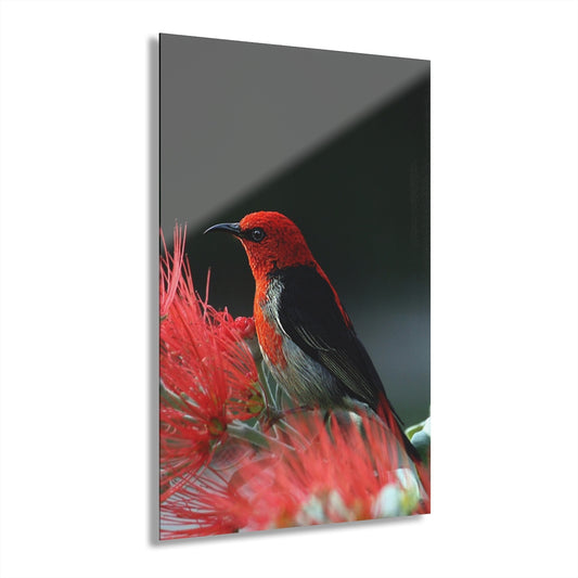 Red Bird Premium Acrylic Wall Art