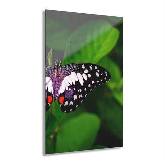 Butterfly Premium Acrylic Wall Art
